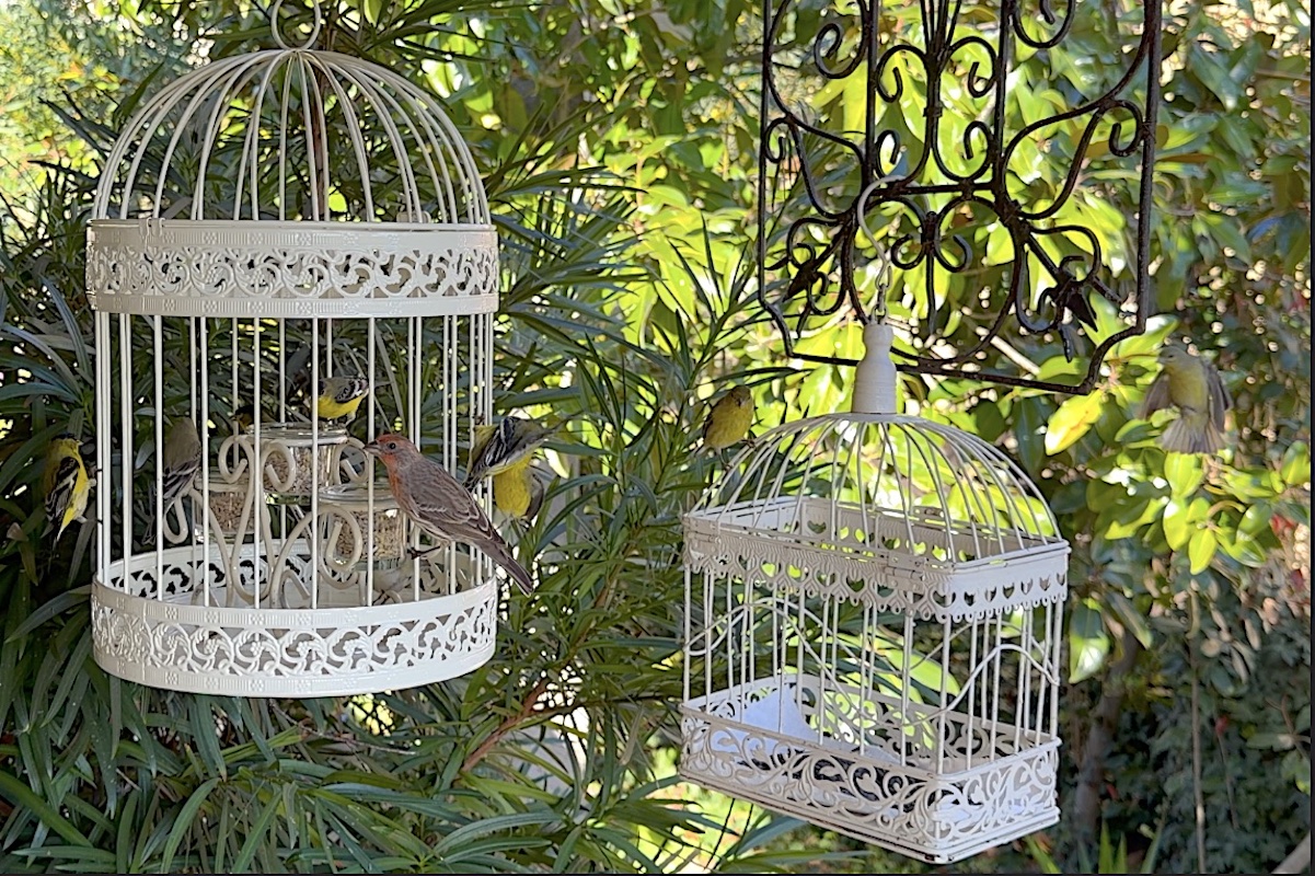 Bird feeders I made with ornamental bird cages (c) Debra Lee Baldwin