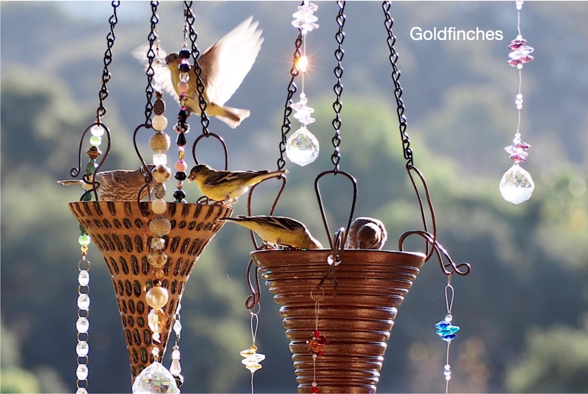 Lesser goldfinches and prisms lit by morning sun. (c) Debra Lee Baldwin