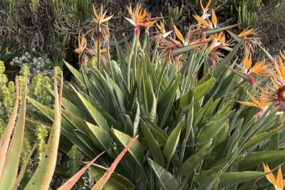 Plant with flowers that look like birds with orange and blue feathers, Strelitzia reginae (bird of paradise) (c) Debra Lee Baldwin