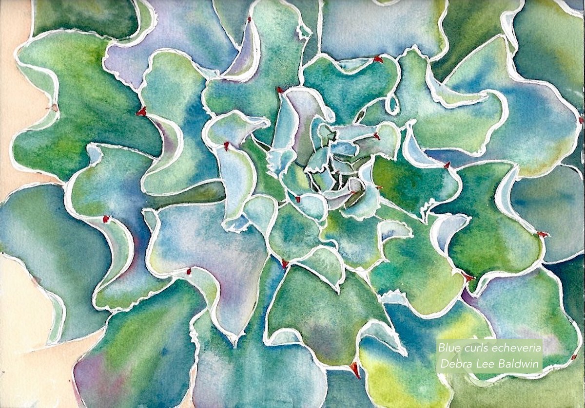 Blue Curls echeveria watercolor