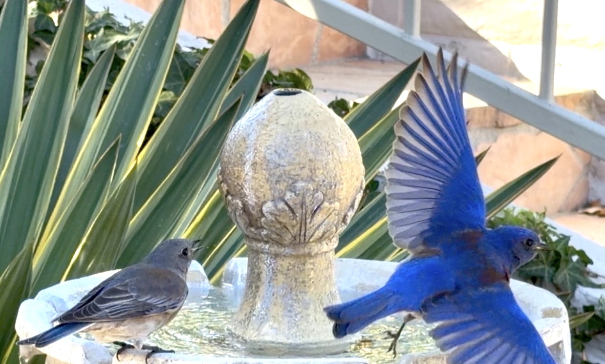 Male bluebird in flight, with female at fountain (c) Debra Lee Baldwin