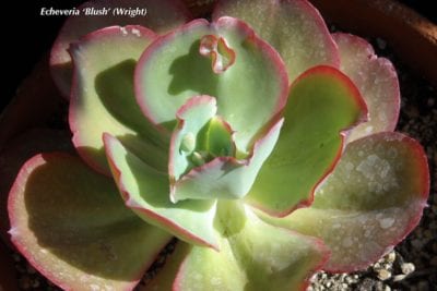 Green with red edges Echeveria 'Blush'