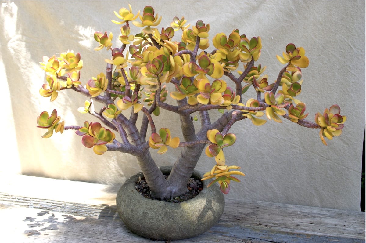 Yellow jade plant (c) Debra Lee Baldwin 