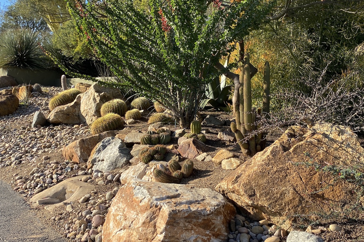 Boulders, cacti, ocotillo Succulent driveway (c) Debra Lee Baldwin