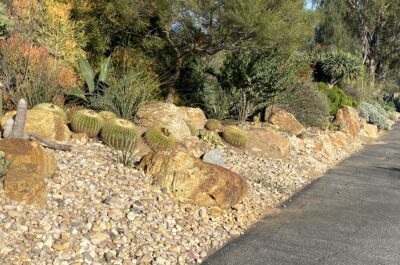 Boulders, cobbles, cacti, hesperaloes Succulent driveway (c) Debra Lee Baldwin