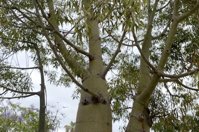 Bottle tree Brachychiton rupestris