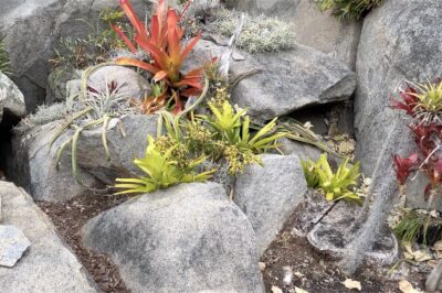 Bromeliads amid boulders