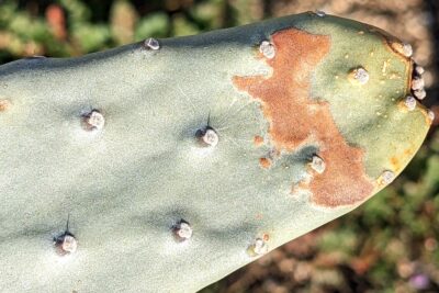 Brown patch on paddle cactus