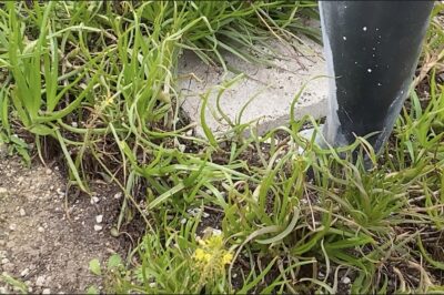 Succulent looks like thick grass, yellow flower stalks Bulbine frutescens (c) Debra Lee Baldwin