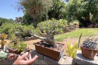Desert succulent tree Bursera fagaroides bonsai