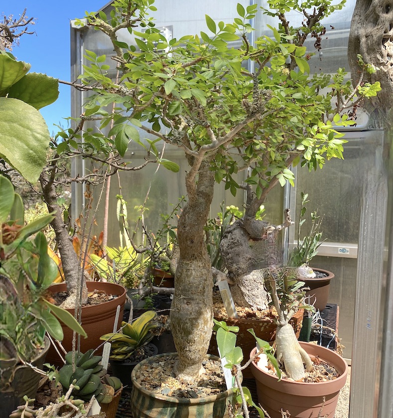 Bursera fagaroides a good succulent for bonsai (c) Debra Lee Baldwin