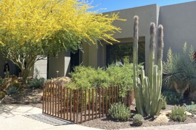 Cacti, euphorbias, yucca, palo verde tree Succulent driveway (c) Debra Lee Baldwin