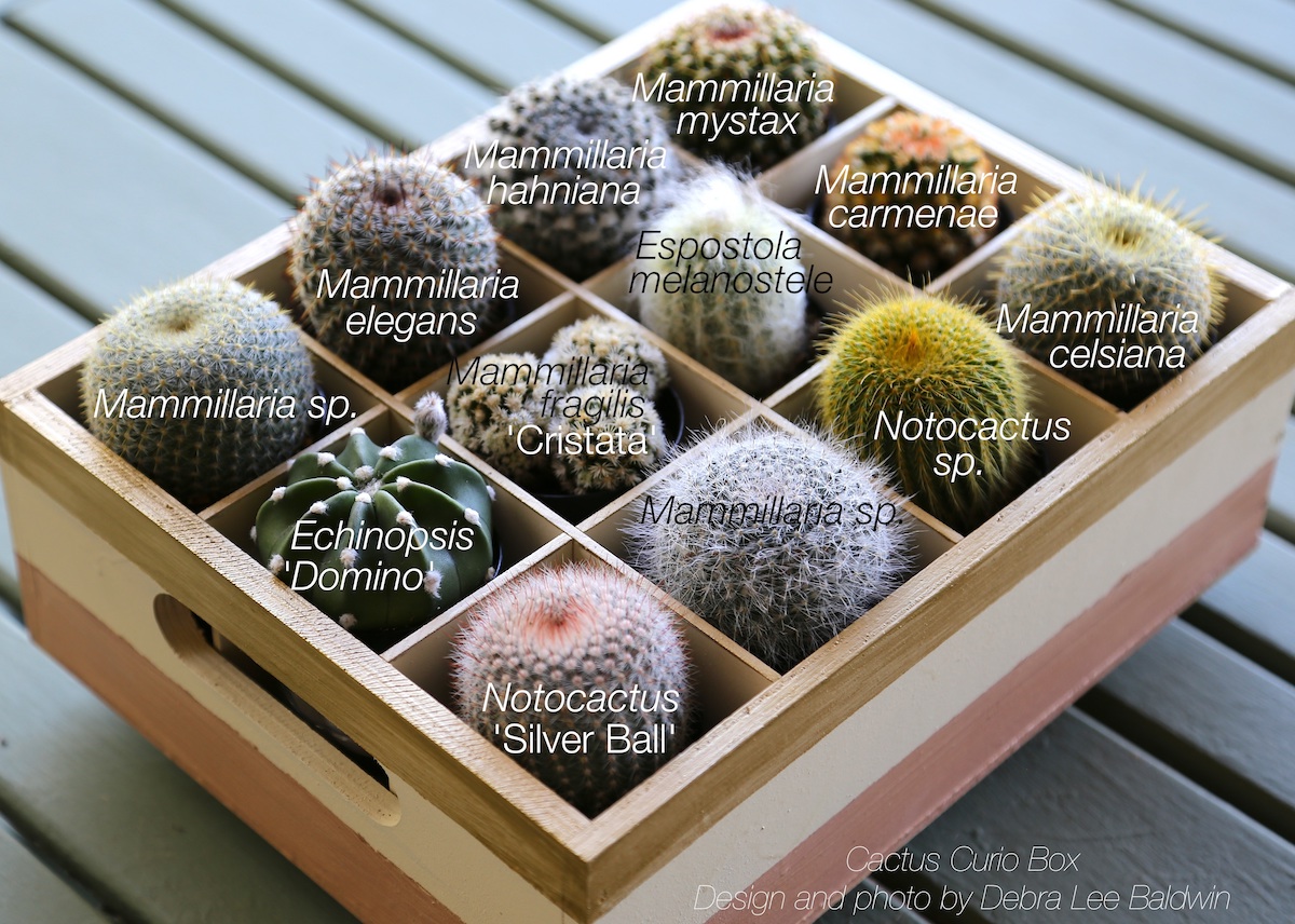 Common cactus, Latin names
