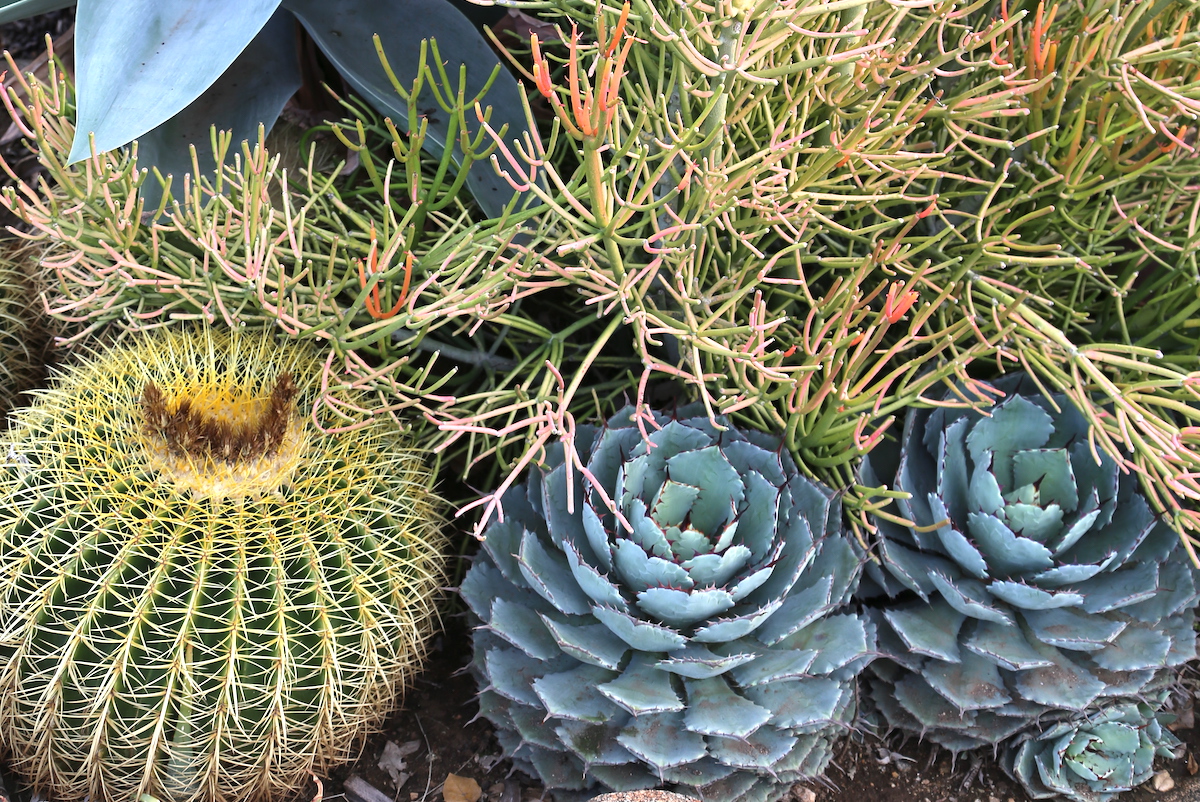 Cactus, agaves, 'Sticks on Fire'