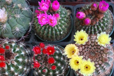 Small cactus in bloom (c) Debra Lee Baldwin 