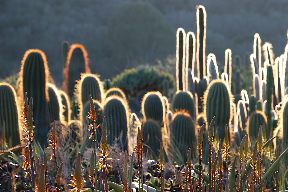 Cactus backlit (c) Debra Lee Baldwin
