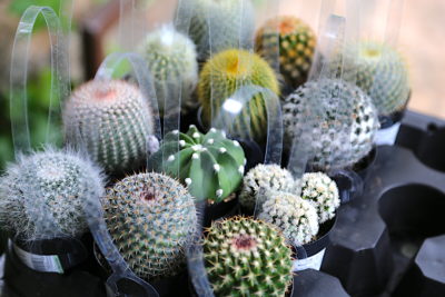 Cactus from nursery (c) Debra Lee Baldwin