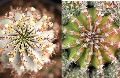 Cactus vs Euphorbia (c) Debra Lee Baldwin