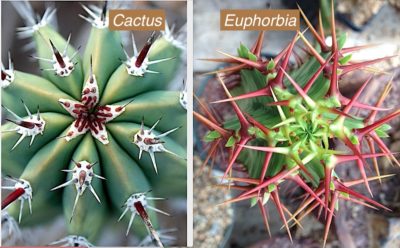 How to tell a cactus from a spiny euphorbia 