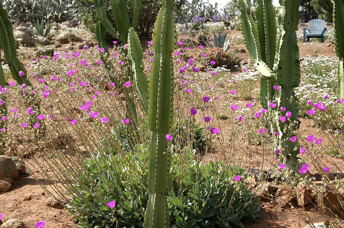 Calandrinia grandiflora and euphorbias create the look of a desert landscape with wildflowers (c) Debra Lee Baldwin