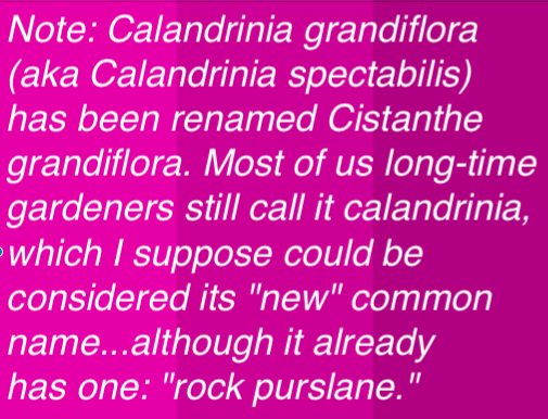 Calandrinia, about the name (Debra Lee Baldwin)
