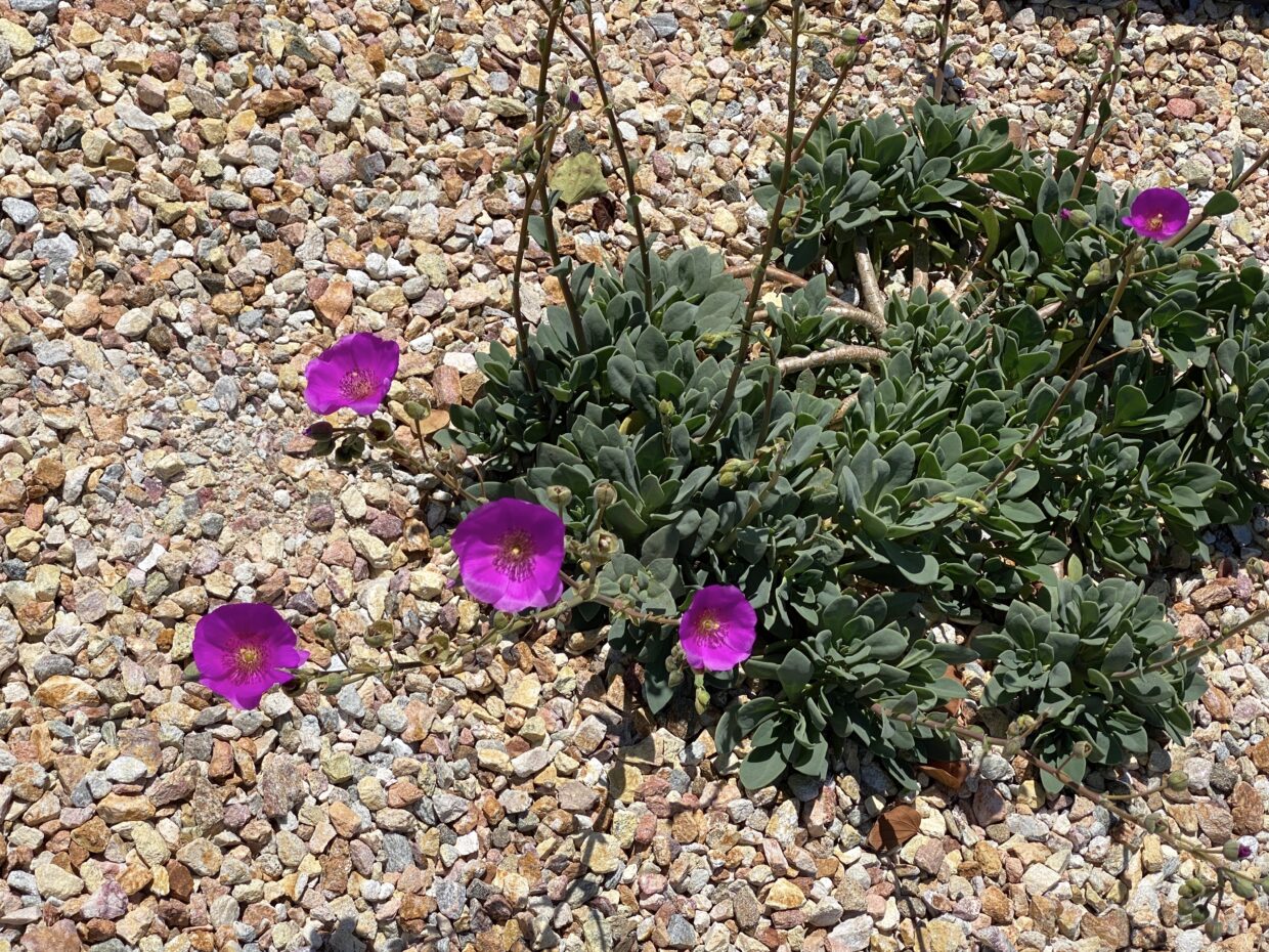 The succulent plant calandrinia (Cistanthe grandiflora) is surrounded by a crushed rock topdressing (c) Debra Lee Baldwin