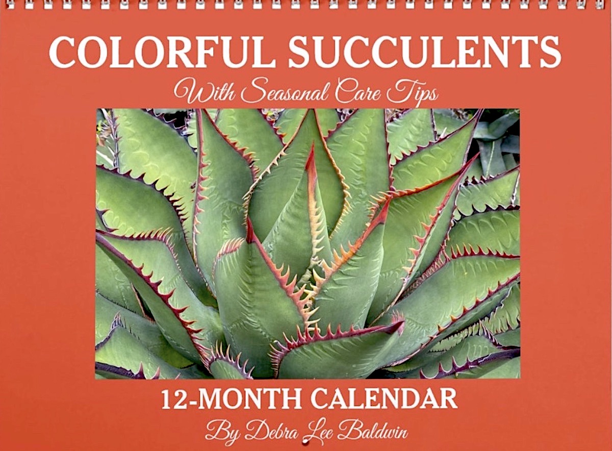 Succulent Calendar Cover (c) Debra Lee Baldwin