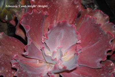Rose pink Echeveria 'Candy Wright'