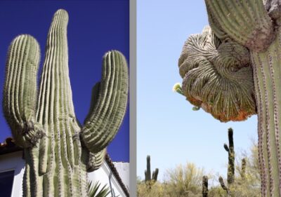 Carnegia gigantea (saguaro) and crest (c) Debra Lee Baldwin