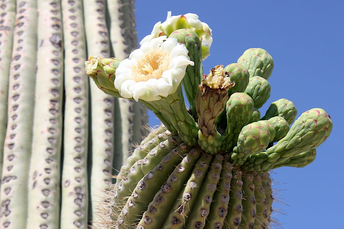 In bloom Carnegia gigantea (saguaro) (c) Debra Lee Baldwin