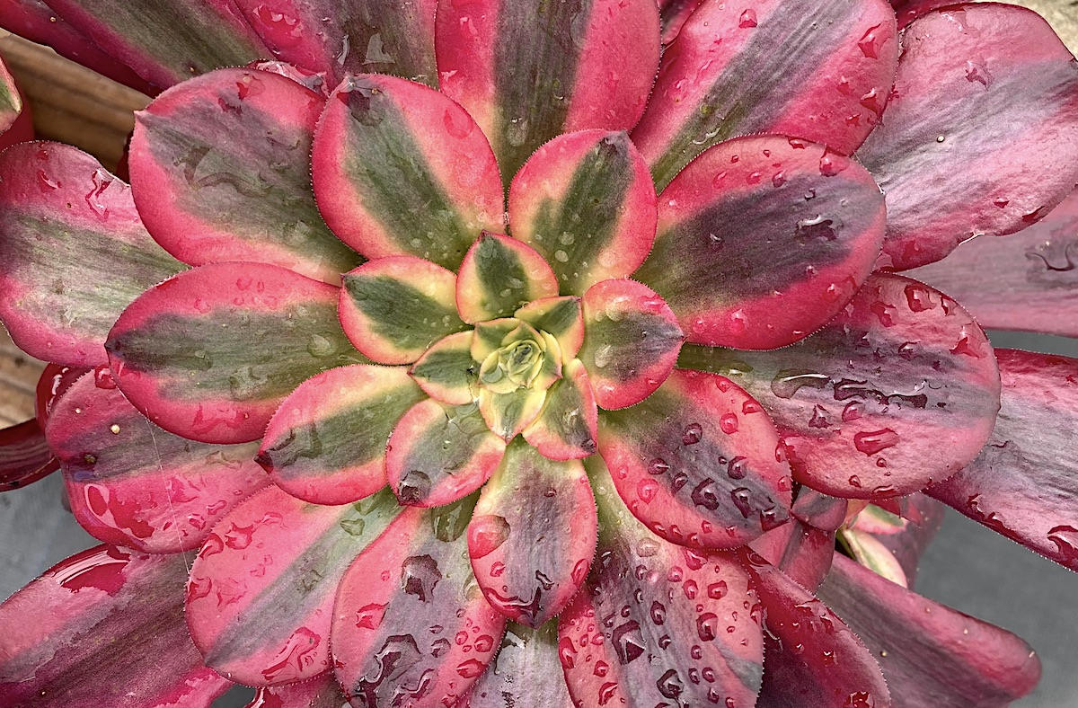 Red striped aeonium succulents (c) Debra Lee Baldwin