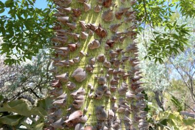 Prickly yree with green bark covered with conical thorns Ceiba speciosa (Chorisia speciosa) Silk floss tree, trunk
