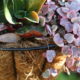 Cereopegia woodii, variegated (c) Debra Lee Baldwin