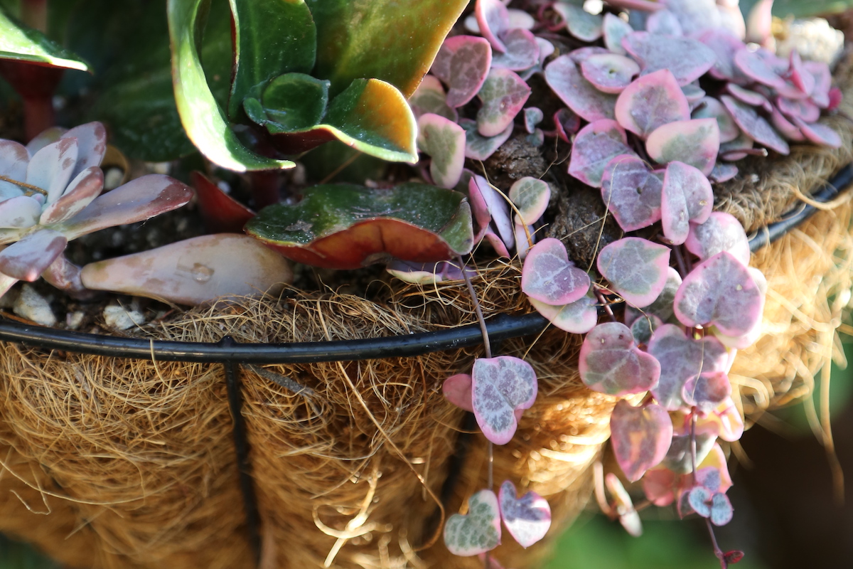 Fabric Kalanchoe Flower Stems, Bushes, And Sprays Arrangement