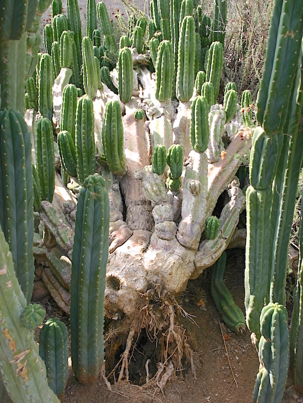 Cactus offsets feed off dying parent (c) Debra Lee Baldwin 