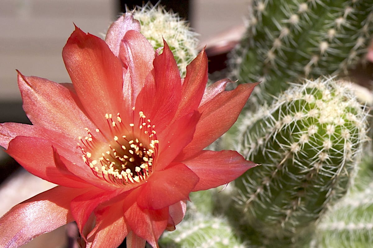 Bright red flower Chamaelobivia 'Rose Quartz' (peanut cactus) (c) Debra Lee Baldwin
