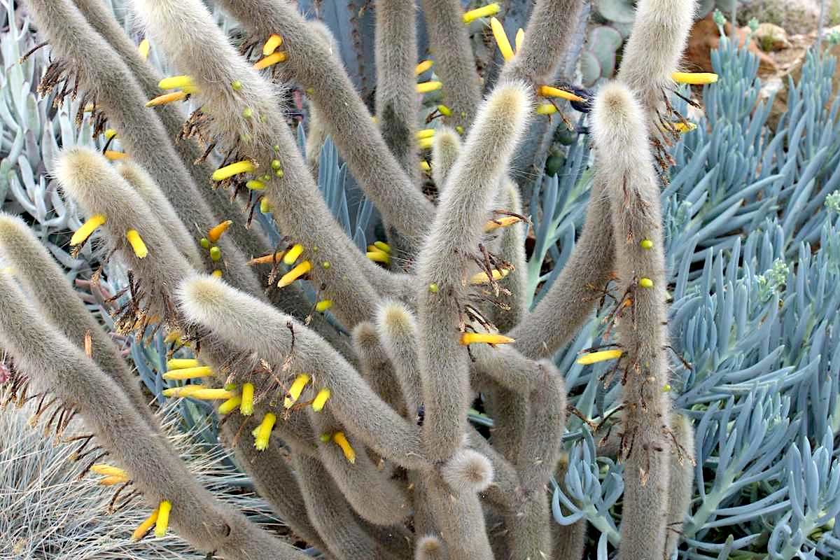 Snakelike cactus Cleistocactus ritteri (c) Debra Lee Baldwin