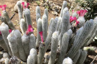 Slender fuzzy white succulent with pink flowers Cleistocactus strausii
