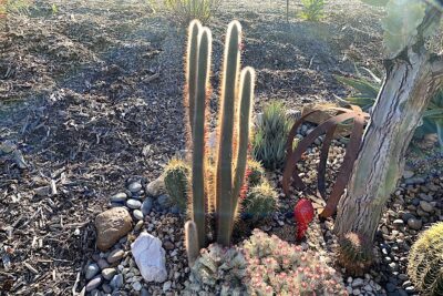 Slender columnar cactus with white spines that glow when backlit, red flowers Cleistocactus strausii (c) Debra Lee Baldwin