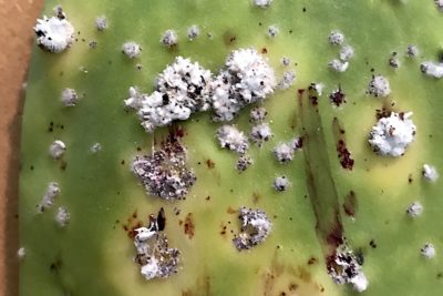 Cochineal scale on Opuntia (paddle cactus) (c) Debra Lee Baldwin