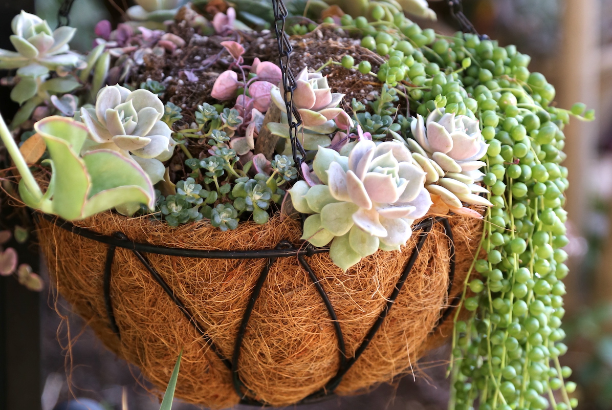 Hanging basket of succulents with coir liner (c) Debra Lee Baldwin