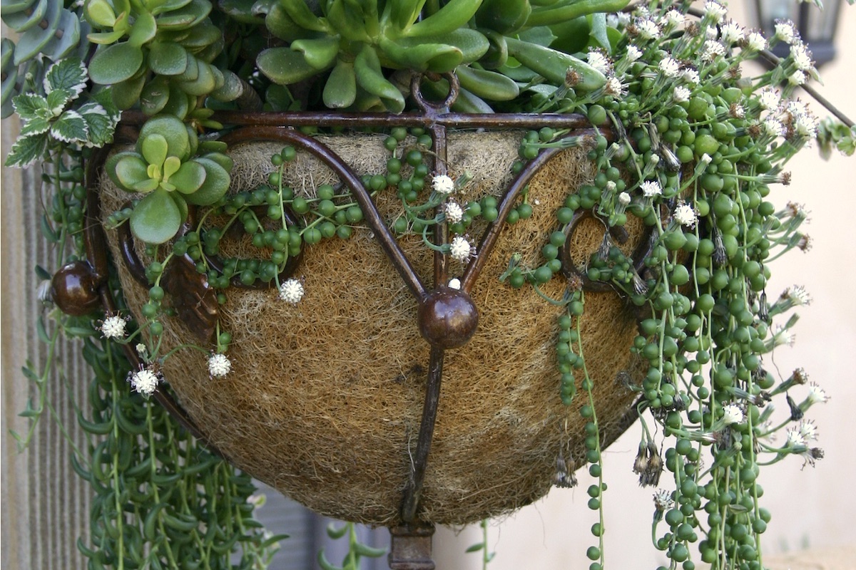 Coir basket w string-of-pearls (c) Debra Lee Baldwin