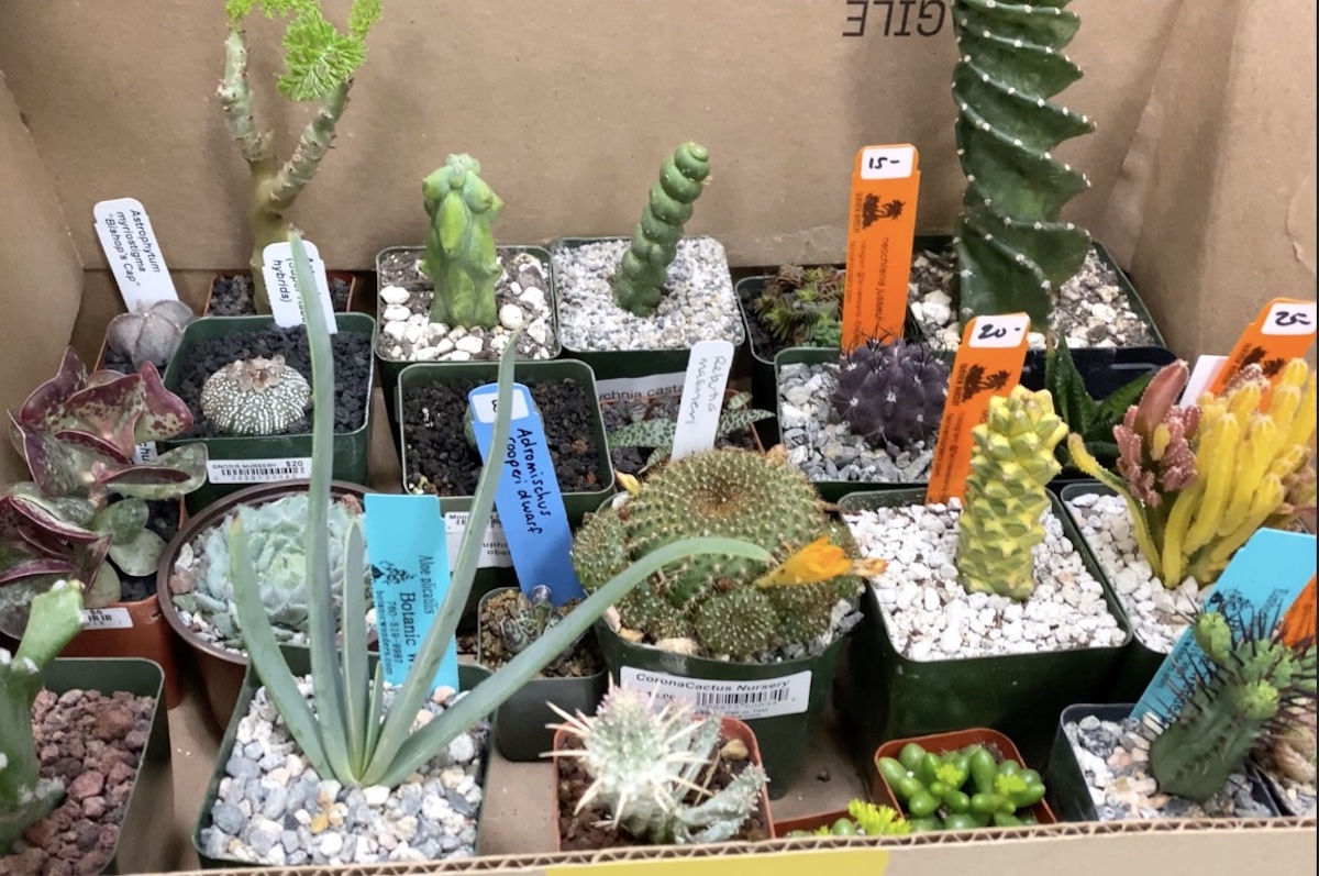 A collector's boxful of cacti & succulents from the San Diego show
