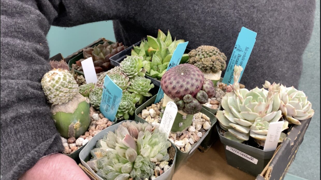 A collector buys grafted cacti and haworthias at the SDCSS show
