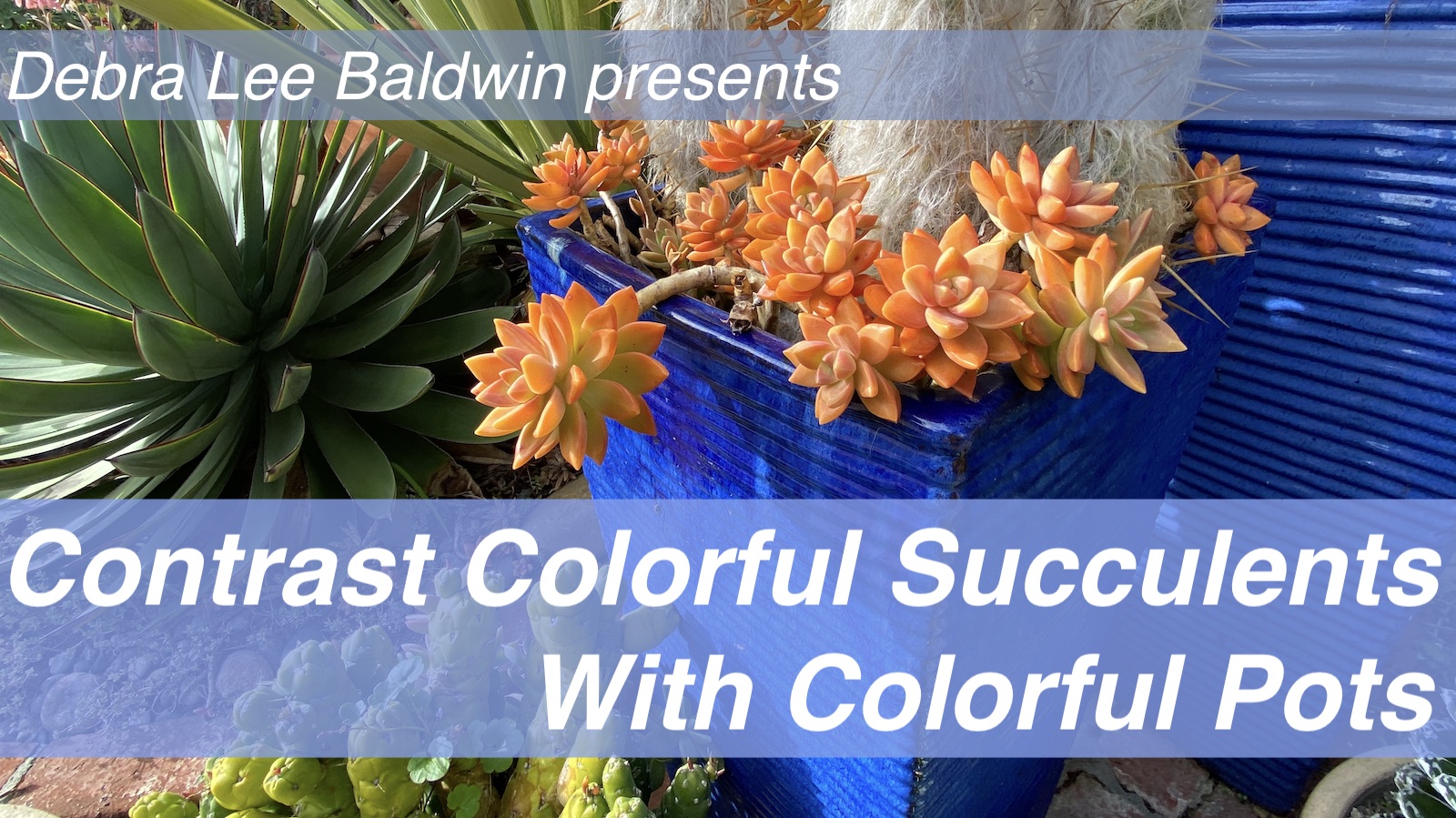 Succulent color video