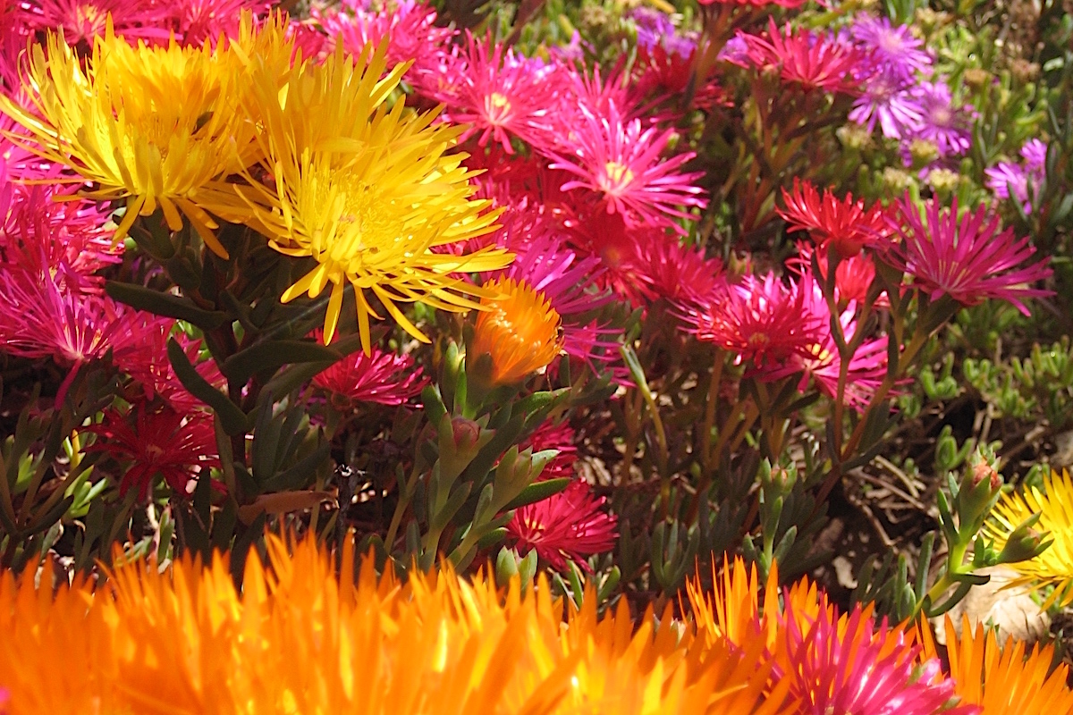 Colorful ice plants (c) Debra Lee Baldwin 