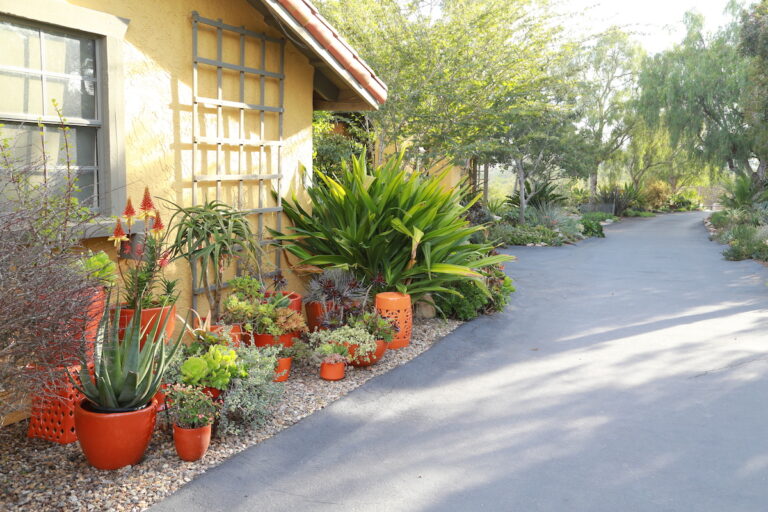 Succulent Driveway Essentials - Debra Lee Baldwin