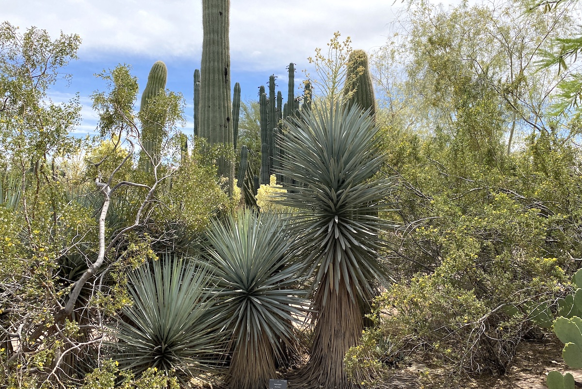 Columnar cacti and yuccas at the Desert Botanical Garden (c) Debra Lee Baldwin 