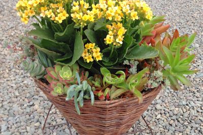 Conical basket with kalanchoes (Weidner's Gardens) (c) Debra Lee Baldwin