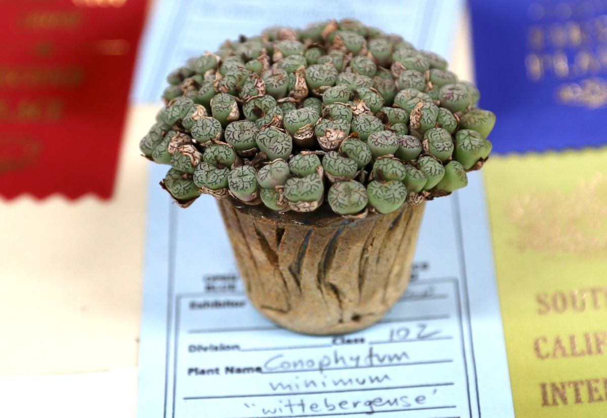 Conophytum minimum Wittbergense